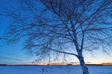 Gün doğumu ve ağaç silueti