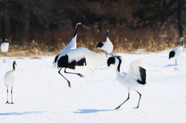 Kış hokkaido 'sunda vinç dansı