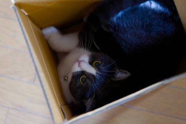 Bir kutu içinde şirin kedi