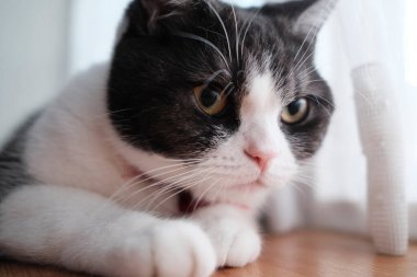 Pencerenin yanında bir kedi