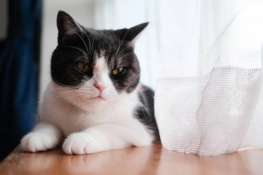 Pencerenin yanında bir kedi