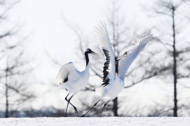 Kış hokkaido 'sunda vinç dansı