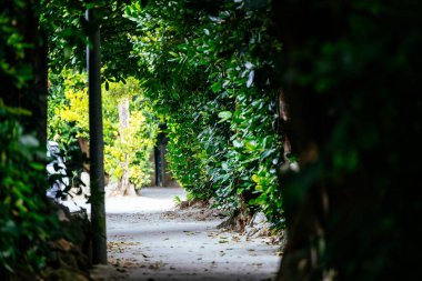 Fukugi Ağacı Okinawa 'da sıralanmış yol