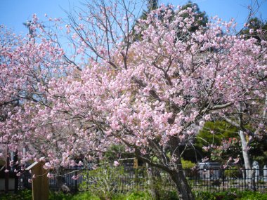 Bahar aylarında kiraz çiçekleri kadar kapatın