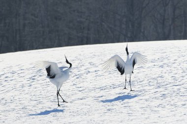 Kış hokkaido 'sunda iki vinç