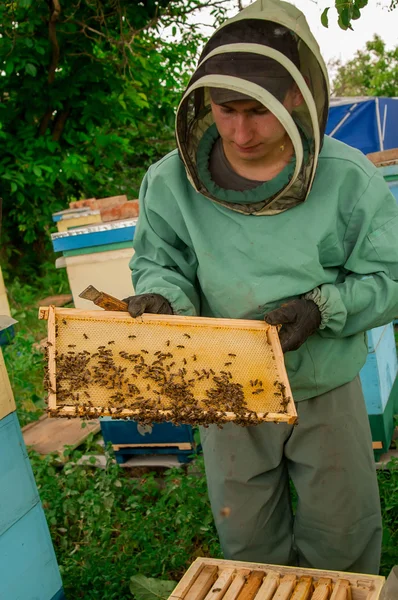 Biodlare i en kostym anläggning honeycomb med bin — Stockfoto