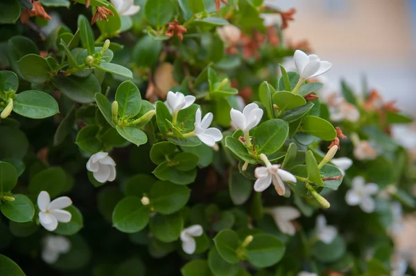 Flowers white jasmine and green leaves — Stock Photo, Image