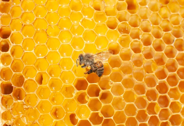 Uma Abelha Senta Quadro Pente Amarelo Cheio Mel Gotas Brilho — Fotografia de Stock