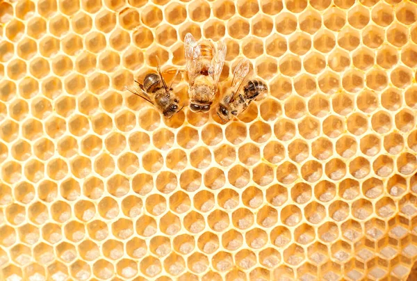 Tres Abejas Están Sentadas Peine Amarillo Centro Centro Hay Útero — Foto de Stock