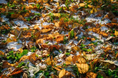 Sarı yapraklı ilk kar.
