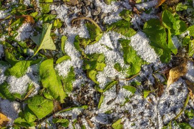 Yeşil çimlerde ilk kar