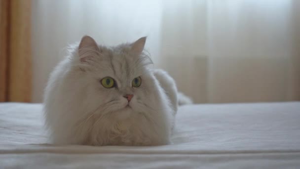 Konzept der glücklichen liebenswerten Haustiere. Eine wunderschöne persische silberne Chinchilla-Katze liegt und ruht auf dem Bett und schaut sich um und bewegt ihre Ohren. Bleiben Sie zu Hause. die Katze ist darauf getrimmt, wie ein Löwe auszusehen. — Stockvideo