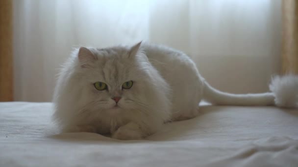 Un mignon chinchilla argenté persan domestique chasse sur le lit dans la chambre d'une humeur ludique. Jeux de chat. Le concept de joyeux animaux adorables et de rester à la maison. Surveille les proies et réagit aux mouvements. — Video