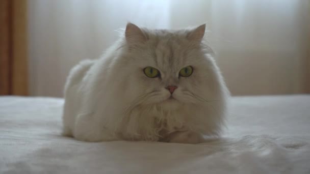 Roztomilá perská stříbrná činčila leží na posteli v pokoji a odpočívá. Kočka se dívá na kameru a na stranu. Koncept šťastných roztomilých mazlíčků a zůstat doma. Chlazení líných zvířat. — Stock video