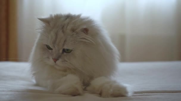 En söt inhemsk persisk silver chinchilla jagar på sängen i rummet i ett lekfullt humör. Kattlekar. Begreppet glada bedårande husdjur och stanna hemma. Övervakar byten och reagerar på rörelser. — Stockvideo