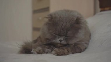 İskoç kedisi dilini yıkıyor. Happy, pençesini yalıyor. Pet yatağın üzerindeki odada dinleniyor. Mutlu sevimli hayvanlar kavramı ve evde kalmak. Sabah yıkaması ve hijyen. Bir aslana göre saç kesimi