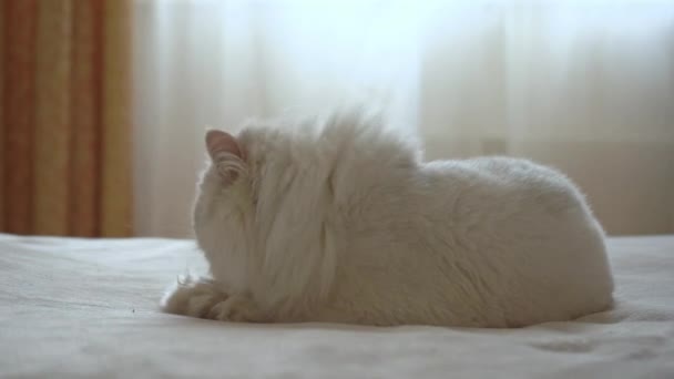 페르 샤 의 은 친칠라 는 침대위에 누워 혀로 자기 몸을 핥는다. 고양이가 씻고 있어. 행복 한 애완 동물에 대한 개념 그리고 집에서 머물고 있다. 아침 위생. 사자를 찾아서 머리를 깎다. — 비디오