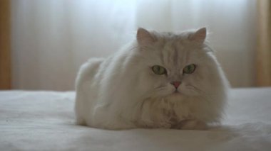 Şirin İran gümüşi çinçillası yatakta uzanıyor ve dinleniyor. Kedi kameraya ve yanlara bakıyor. Mutlu sevimli evcil hayvanlar ve evde kalma kavramı. Tembel hayvanlar üşüyor.