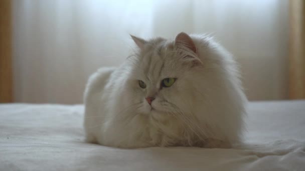 Περσικό ασήμι chinchilla βρίσκεται στο κρεβάτι στο δωμάτιο και κλείνει αργά τα μάτια του. Μια όμορφη χνουδωτή γάτα αποκοιμιέται με χαριτωμένο και αστείο τρόπο. Έννοια της ευτυχούς αξιολάτρευτο κατοικίδια ζώα και διαμονή στο σπίτι. — Αρχείο Βίντεο