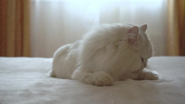 페르 샤 의 은 친칠라 는 침대위에 누워 혀로 자기 몸을 핥는다. 고양이가 씻고 있어. 행복 한 애완 동물에 대한 개념 그리고 집에서 머물고 있다. 아침 위생. 사자를 찾아서 머리를 깎다. — 비디오