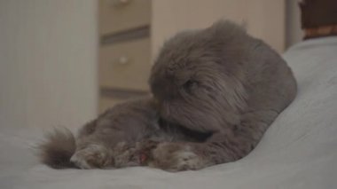 İskoç kedisi dilini yıkıyor. Happy, pençesini yalıyor. Pet yatağın üzerindeki odada dinleniyor. Mutlu sevimli hayvanlar kavramı ve evde kalmak. Sabah yıkaması ve hijyen. Bir aslana göre saç kesimi