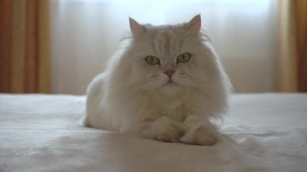 První člověk pohled ruka sahá k krásné stříbrné chinchilla a hladí kočku. Zvířátko se pokouší kousnout. Kočičí hry. Koncept šťastných roztomilých mazlíčků a pobyt doma. Kočka zívá. — Stock video