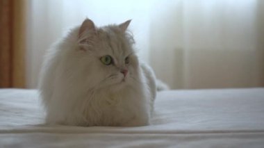 Şirin İran gümüşi çinçillası yatakta uzanıyor ve dinleniyor. Kedi kameraya ve yanlara bakıyor. Mutlu sevimli evcil hayvanlar ve evde kalma kavramı. Tembel hayvanlar üşüyor.