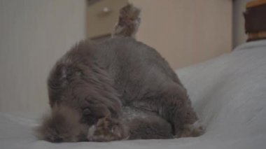 İskoç kedisi dilini yıkıyor. Happy, pençesini yalıyor. Pet yatağın üzerindeki odada dinleniyor. Mutlu sevimli hayvanlar kavramı ve evde kalmak. Sabah yıkaması ve hijyen. Bir aslana göre saç kesimi