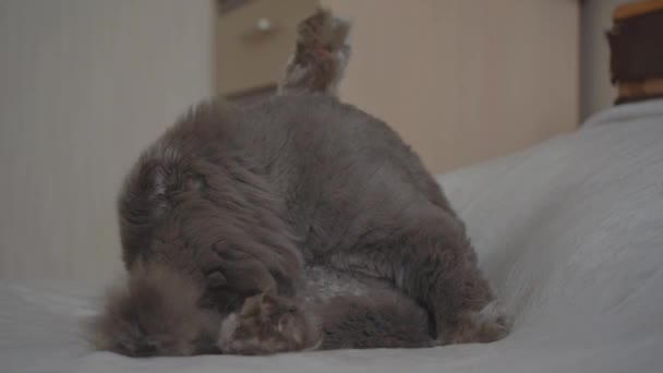 Un chat écossais se lave la langue. Happy, lui lèche la patte. L'animal se repose dans la chambre sur le lit. Concept d'adorables animaux de compagnie heureux et rester à la maison. Lessive matinale et hygiène. Coupe de cheveux pour un lion — Video