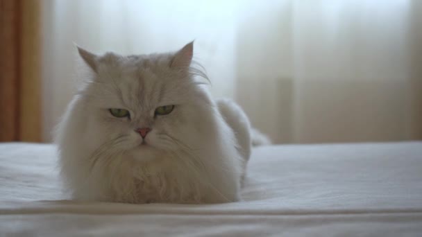 La chinchilla de plata persa está acostada en la cama de la habitación y cierra lentamente los ojos. Un hermoso gato esponjoso se queda dormido de una manera linda y divertida. Concepto de mascotas adorables felices y quedarse en casa. — Vídeo de stock