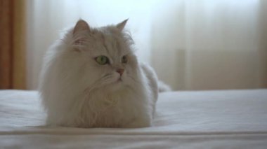 Şirin İran gümüşi çinçillası yatakta uzanıyor ve dinleniyor. Kedi kameraya ve yanlara bakıyor. Mutlu sevimli evcil hayvanlar ve evde kalma kavramı. Tembel hayvanlar üşüyor.