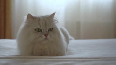 Şirin İran gümüşi çinçillası yatakta uzanıyor ve dinleniyor. Kedi kameraya ve yanlara bakıyor. Mutlu sevimli evcil hayvanlar ve evde kalma kavramı. Tembel hayvanlar üşüyor.