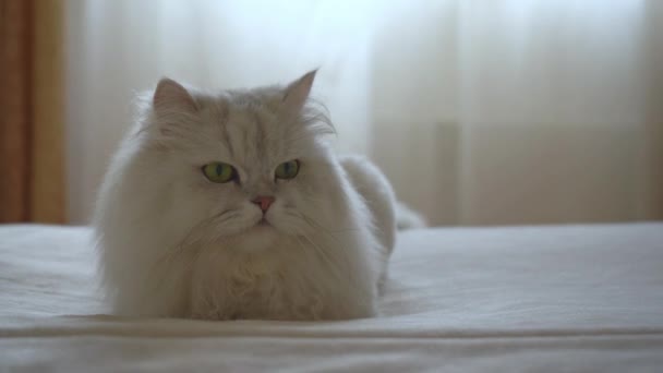Leuke binnenlandse Perzische zilveren chinchilla ligt op bed in de kamer en rust uit. Kat kijkt naar de camera en aan de zijkanten. Concept van gelukkige schattige huisdieren en thuisblijven. Luie dieren chillen. — Stockvideo