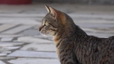 kalıcı bakışları kedi