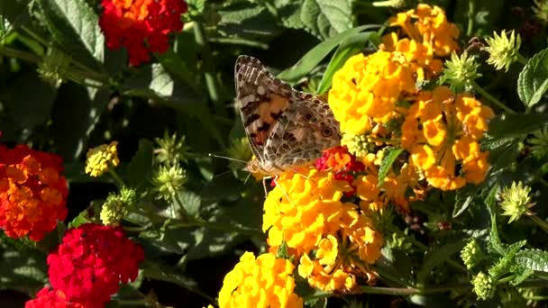 Бабочка на весенних цветах — стоковое видео