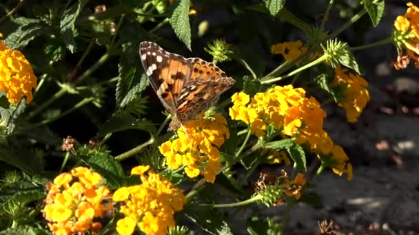 Mariposa en flores de primavera — Vídeos de Stock