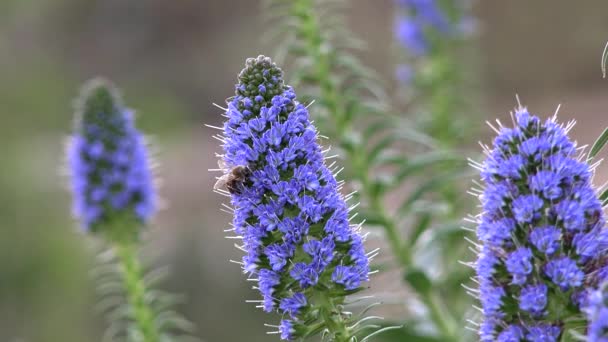 Bi på våren blomma — Stockvideo