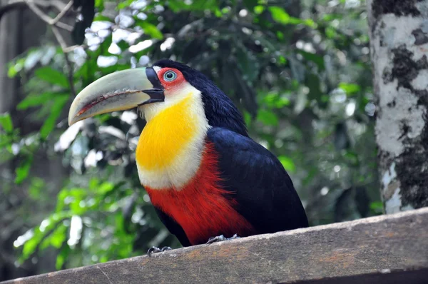 Exotische vogel toucan — Stockfoto