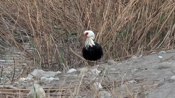 Río Pato en creta — Vídeo de stock