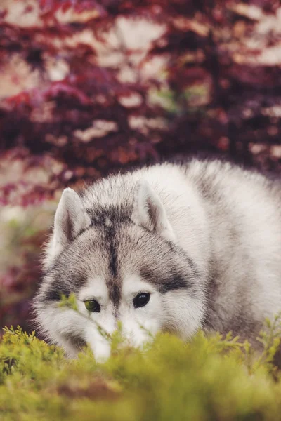 Portret van een Siberische Husky hond — Stockfoto