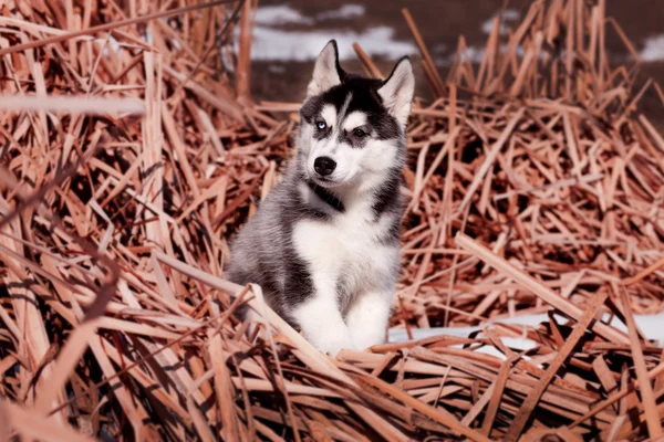 Preto e branco siberiano husky cachorrinho retrato ao ar livre — Fotografia de Stock