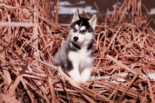 Fekete-fehér szibériai husky kiskutya portré szabadban — Stock Fotó