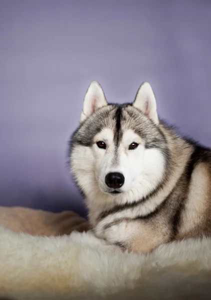 Siberische husky hond studio portret — Stockfoto