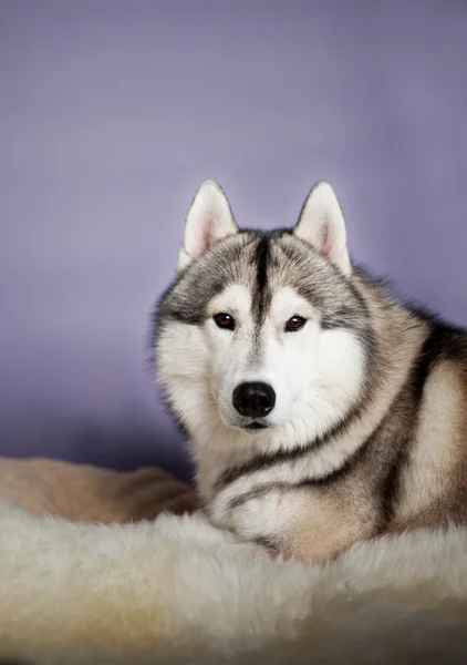 Sibirya husky köpek stüdyo portre — Stok fotoğraf