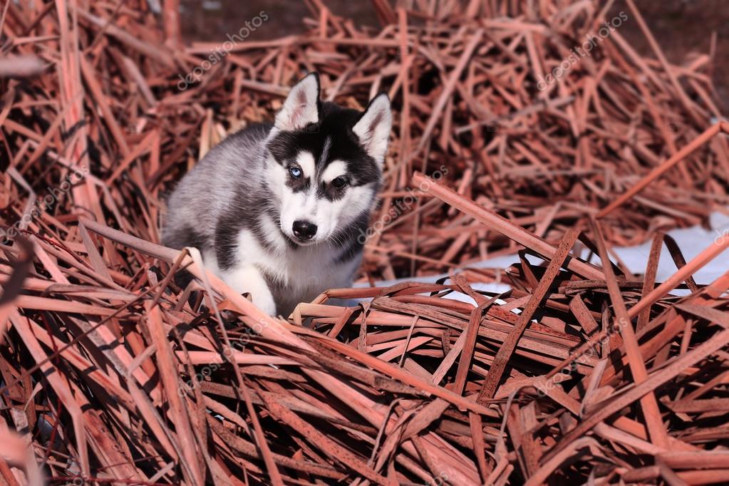 Chiots De Husky Sibérien Noir Et Blanc à Lextérieur