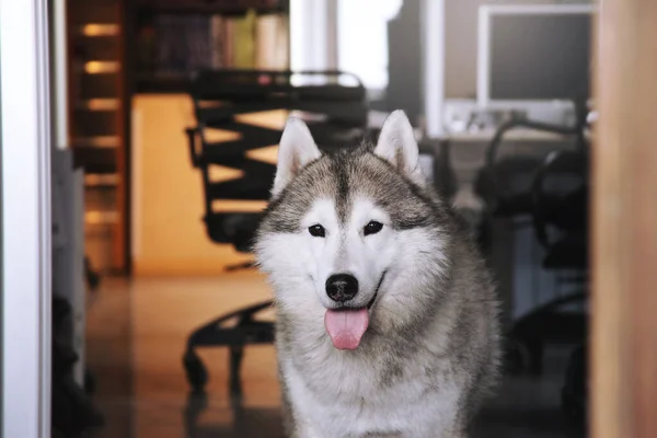 オフィスでかわいい犬の肖像画 生意気な幸せなシベリアのハスキー 仕事の日に犬を連れて行け — ストック写真