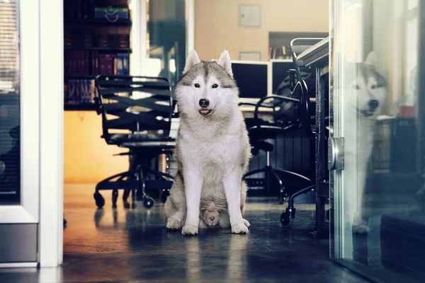 Niedlicher Husky Büro Arbeitsbereich Nehmen Sie Ihren Hund Mit Zur — Stockfoto