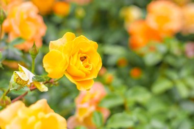 Bahçedeki canlı sarı güllerin yakın plan çekimi. Çiçekler yemyeşil yapraklarla çevrili. Renkli ve canlı bir manzara yaratıyorlar..