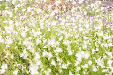 Arka planda yeşil çimenler olan küçük beyaz çiçekli bir tarla. Sahne parlak ve canlı, baharda doğanın güzelliğini gözler önüne seriyor..