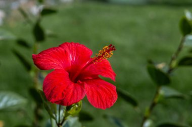 Canlı kırmızı bir amber çiçeği yemyeşil yaprakların arasında açar. Yapraklar büyük ve gösterişlidir. Güneşli bir bahçede dikkat çekerler.